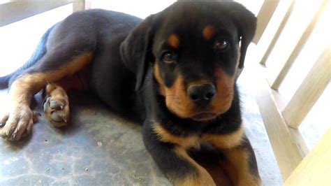 rottweiler 3 months